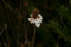 Epacris lanuginosa