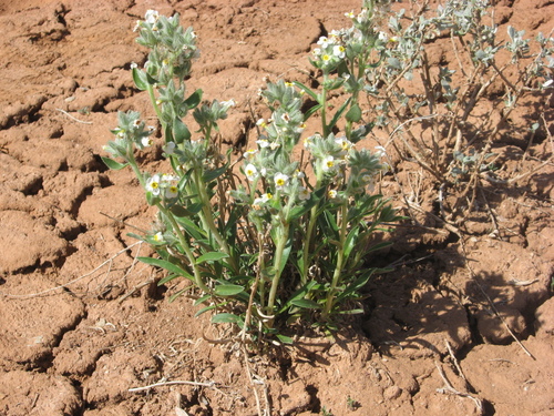 Smooth Cryptantha (Oreocarya semiglabra)