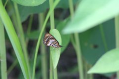 Byblia anvatara anvatara