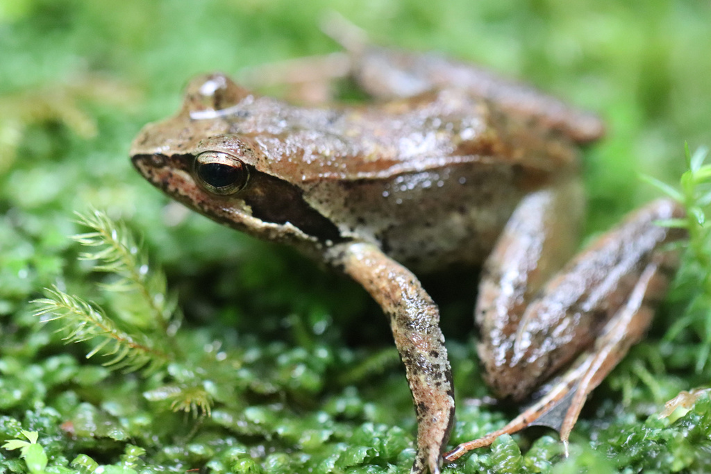 Yakushima Tago’s Brown Frog