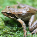 Rana yakushimensis - Photo (c) Leewonjae, some rights reserved (CC BY-NC), uploaded by Leewonjae