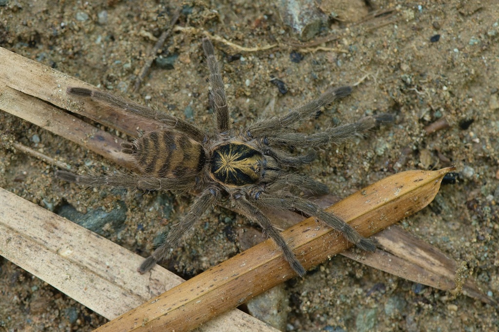 Schismatotheline Tarantulas