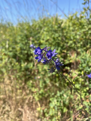 Delphinium nuttallii, photograph 5