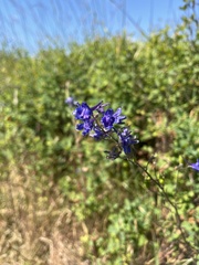 Delphinium nuttallii, photograph (c) whitnee, some rights reserved (CC BY)
