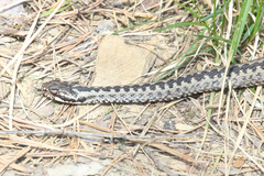 Vipera berus berus