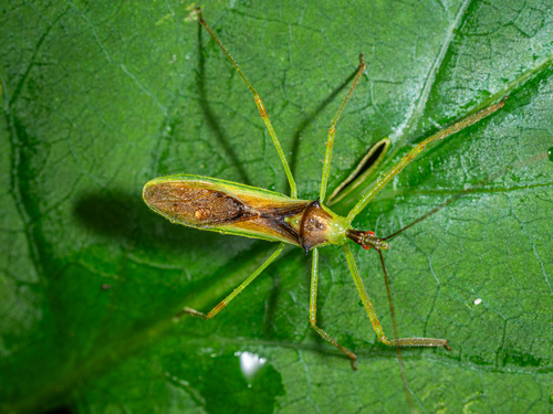 Pale Green Assassin Bug, photo 2 of 7
