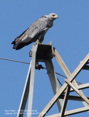 Buteogallus coronatus