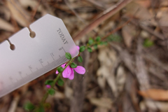 Tetratheca labillardierei