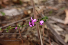 Tetratheca labillardierei