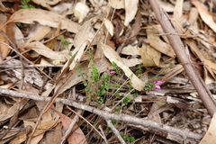 Tetratheca labillardierei