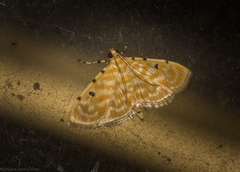 Notarcha aurolinealis