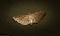 Hypolamprus ypsilon
