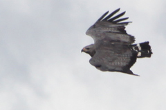 Buteogallus coronatus