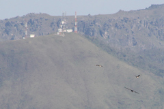 Buteogallus coronatus