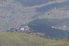 Buteogallus coronatus