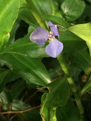 Coleotrype natalensis