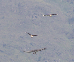 Buteogallus coronatus