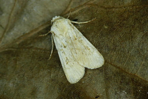 Sand Dart