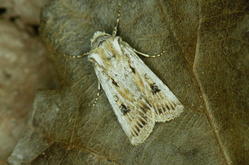 Agrotis ripae Hübner, 1823