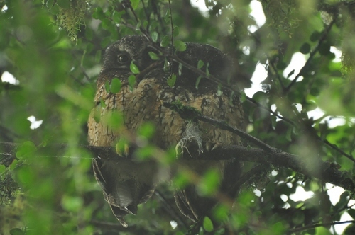 Megascops albogularis