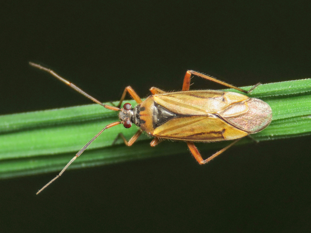 Horwathia lineolata