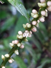 Dypsis concinna