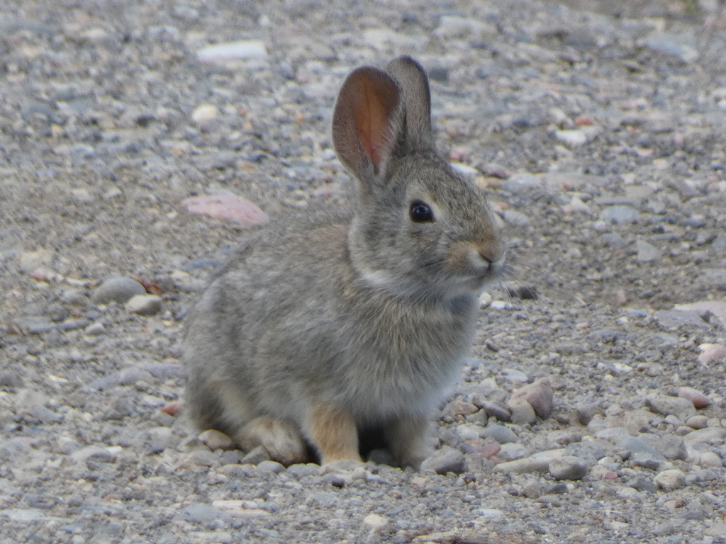 Black Hills Cottontail