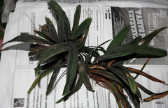 Cyperus chamaecephalus