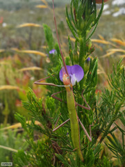 Macynia labiata