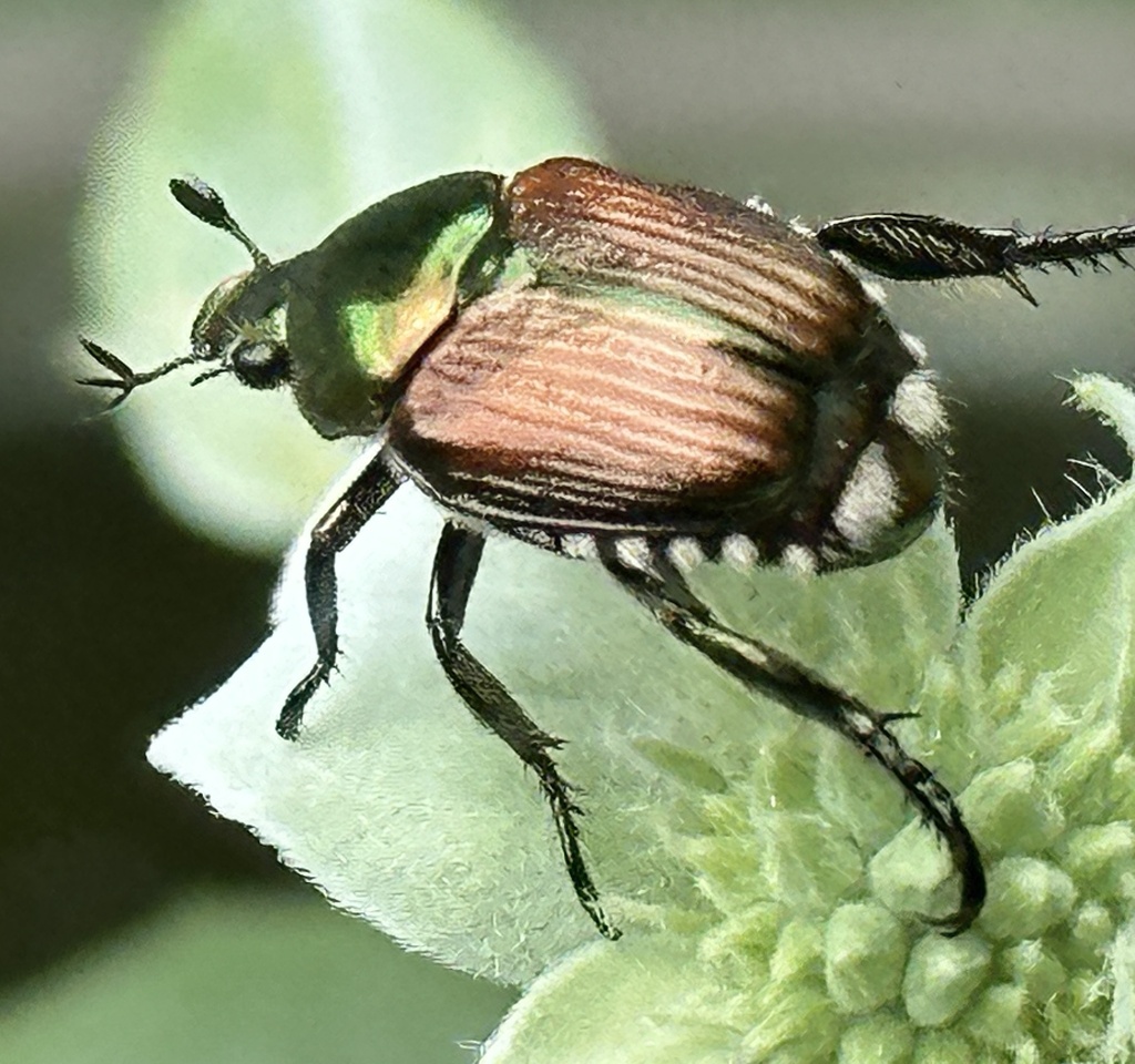 Japanese Beetle from Mitchell St, Hillsborough, NC, US on June 23, 2023