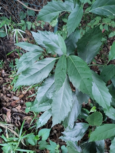 Aucuba japonica
