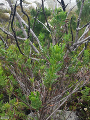 Indigofera cytisoides