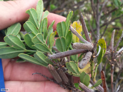 Indigofera cytisoides