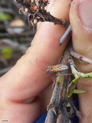 Indigofera cytisoides