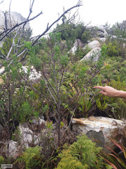 Indigofera cytisoides