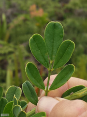 Indigofera cytisoides