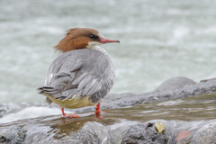 Mergus merganser merganser