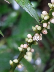 Dypsis concinna