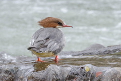 Mergus merganser merganser