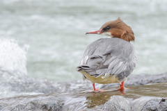 Mergus merganser merganser