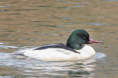 Mergus merganser merganser