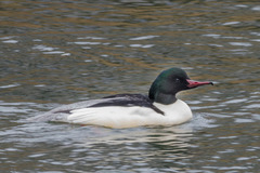 Mergus merganser merganser