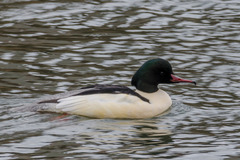 Mergus merganser merganser