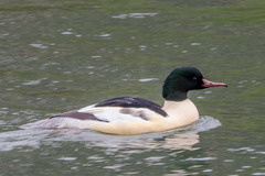 Mergus merganser merganser