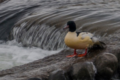 Mergus merganser merganser