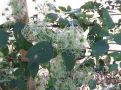 Clematis acapulcensis