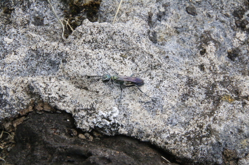 Oriental Mud-dauber Wasp photo 4