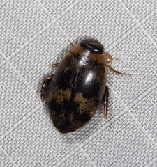 Rhantaticus congestus