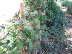 Clematis acapulcensis