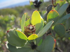 Leucadendron loranthifolium